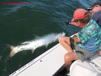 Tarpon off Clearwater Beach