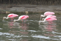 Rosette Spoonbills