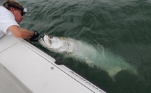 Tarpon fishing in Tampa Bay